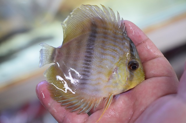 楽天市場 ディスカス ワイルド系 ヘッケルディスカス大特価 熱帯魚 観賞魚 飼育 Aqua F