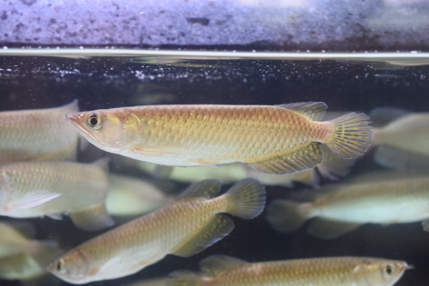 楽天市場 アロワナ ノーザンバラムンディ Goodサイズ 匹限定大特価 熱帯魚 観賞魚 飼育アクアリウム レア 珍種 Aqua F