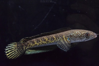 人気のスネークヘッドです 人気種 観賞魚 スネークヘッドの仲間 バイオレットスネークヘッド愛嬌があってとってもかわいい Aqua F