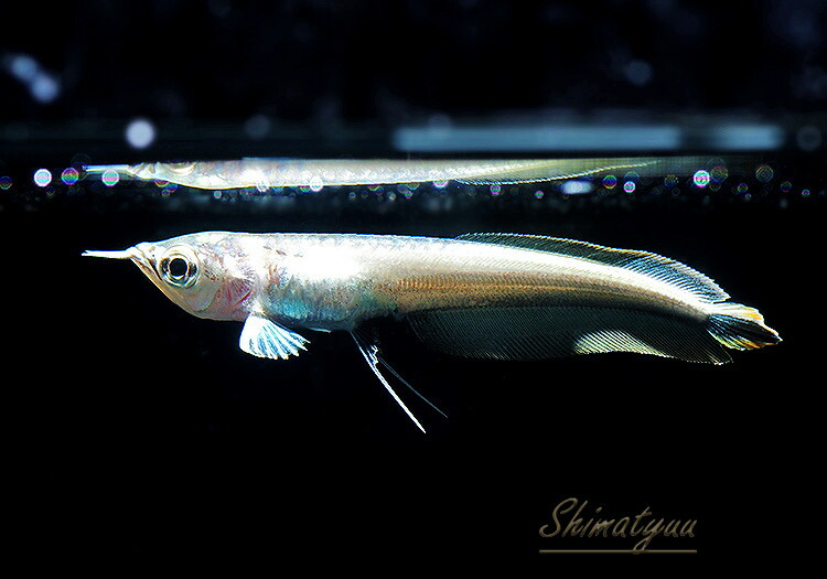 ☆大人気熱帯魚☆シルバーアロワナ 30㎝前後 3匹 セット☆ アクア 