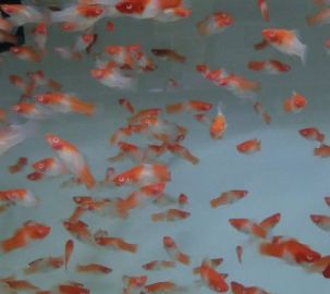 楽天市場 熱帯魚 紅白ソード綺麗な紅白のお魚です Aqua F