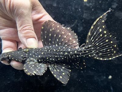 【プレコ・トリム系】 ミドルサイズ キングオブギャラクシートリム 1匹 神戸店在庫 ≪熱帯魚 観賞魚 飼育 アクアリウム レア 珍種≫