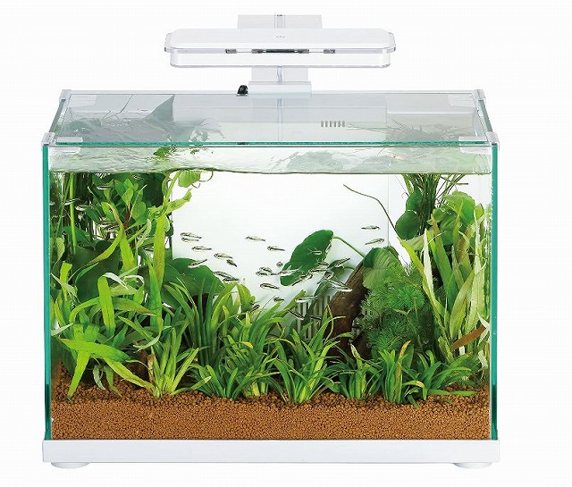 Aqxt 水槽 アクアリウム 熱帯魚 飼育用品 40 アクストスタンダード40 Kotobuki Aquarium Standard 熱帯魚 アクアリウム 40 アクストスタンダード40 Kotobukiペット ペットグッズ コトブキ工芸 Zenith 365日毎日発送ok