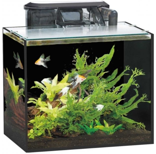 楽天市場 Gex グラステリアbz 250高品質ガラス水槽 Aquarium Zenith