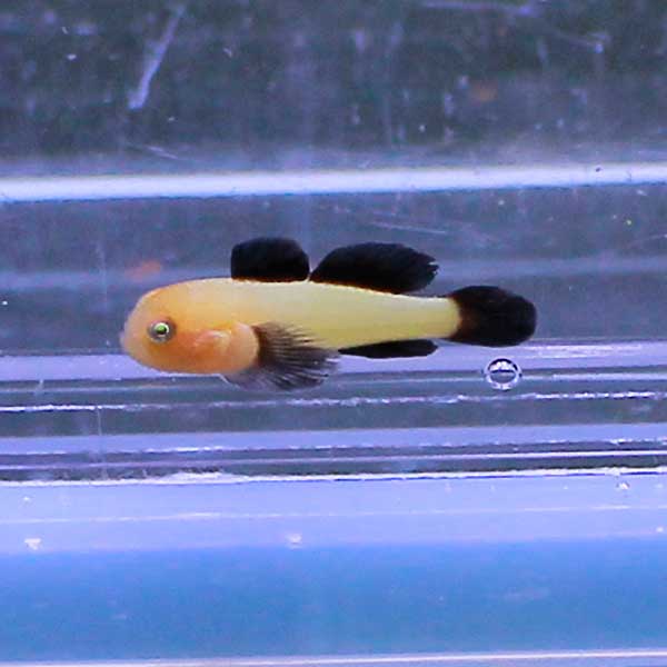 楽天市場 パンダダルマハゼ 1cm 海水魚 ハゼ 15時までのご注文で当日発送 T121 アクアギフト楽天市場店