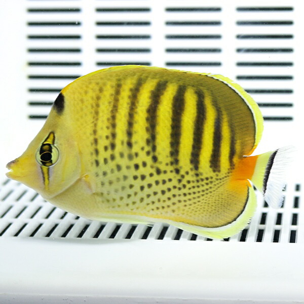 ナンヨウハギ 楽天市場】ナンヨウハギ MLサイズ 8-10cm !ハギ 海水魚 15時まで
