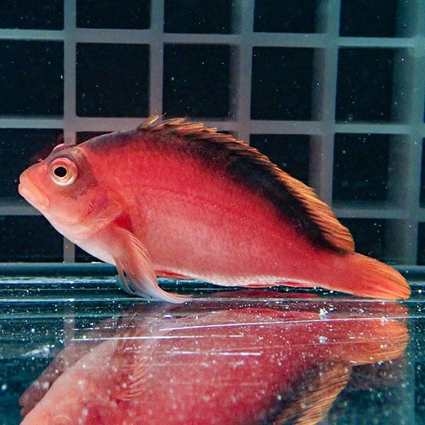 【マーシャル産】ベニゴンベ 5-7cm±! 海水魚 ゴンベ 餌付け 15時までのご注文で当日発送(t125