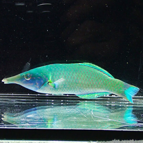 楽天市場】ケサガケベラ 10-12cm±!海水魚 ベラ (t122 : アクア