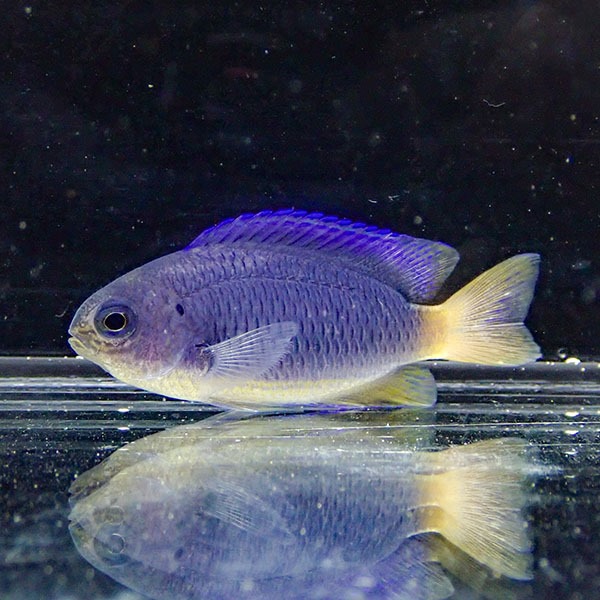 楽天市場】チンアナゴ 5匹! 海水魚 アナゴ 15時までのご注文で