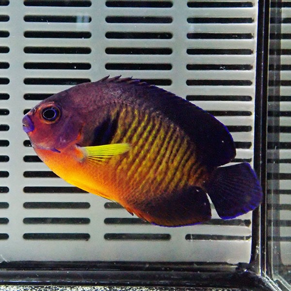 楽天市場】ミヤコテングハギ 7-9cm±!海水魚 ハギ 15時までのご