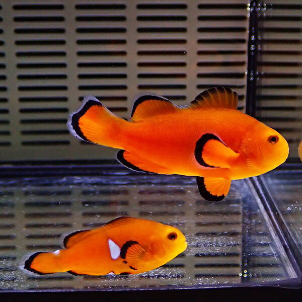 人気が高い 現物 Wild ネイキッドオセラリス ペア 6cm 4 5cm 海水魚 クマノミ 餌付け 15時までのご注文で当日発送 クマノミ メール便なら送料無料 Lexusoman Com