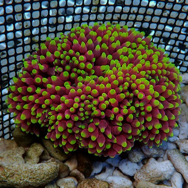 楽天市場 現物5 サンゴイソギンチャクレアカラー 7 9cm 15時までのご注文で当日発送 T213 アクアギフト楽天市場店