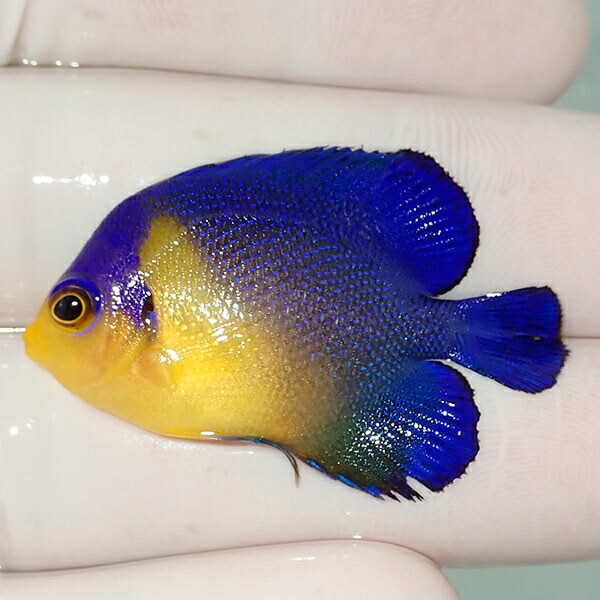 Sale スミレヤッコ ヒレ欠け有り 4cm 海水魚 ヤッコ 15時までのご注文で当日発送 T111 クラシック Sale スミレヤッコ ヒレ欠け有り 4cm 海水魚 ヤッコ 15時までのご注文で当日発送 T111 クラシック