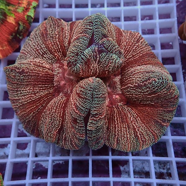 独特の上品 ブレインコーラル 15時までのご注文で当日発送 T133 Jmc