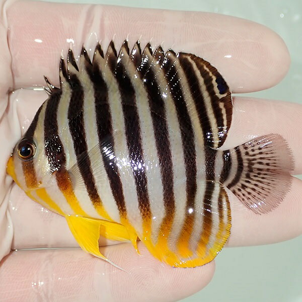 シマヤッコ 6.5cm±! 海水魚 生体 15時までのご注文で当日発送(t111(t207