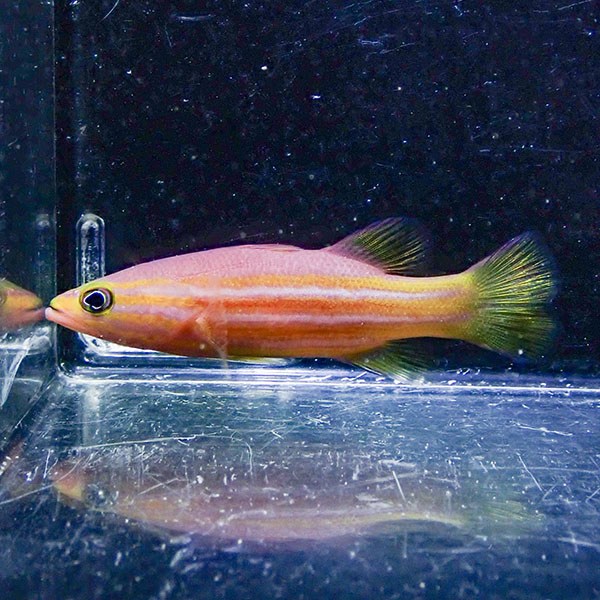 【現物】アフリカンリーフバスレット 6cm±! 海水魚 15時までのご注文で当日発送(t120(t207