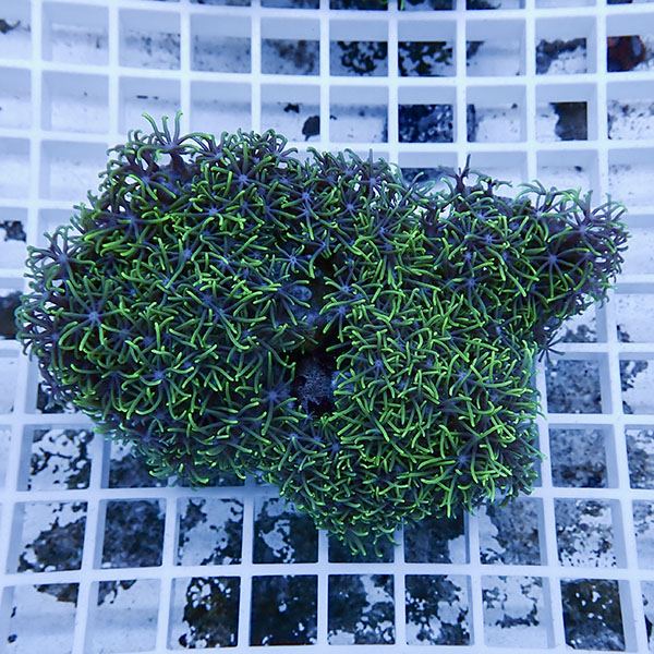 楽天市場】【サンゴ現物29】スターポリプ!15時までのご注文で当日発送