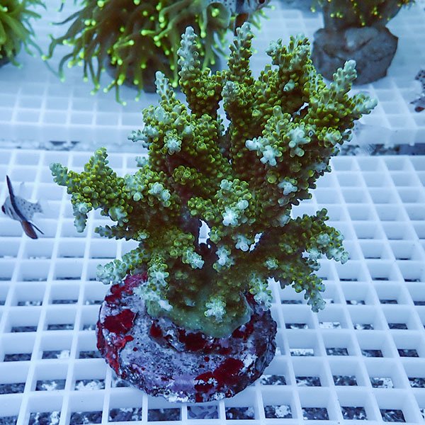 楽天市場】【サンゴ現物28】エダコモンサンゴブリード ! 15時までのご