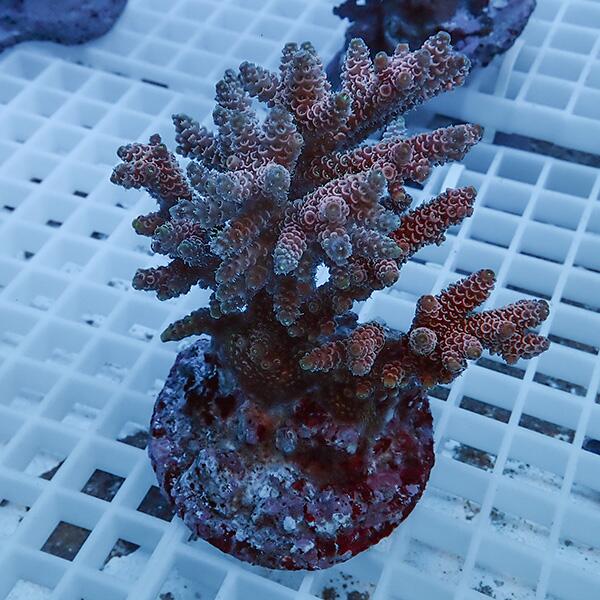 楽天市場】【サンゴ現物28】エダコモンサンゴブリード ! 15時までのご