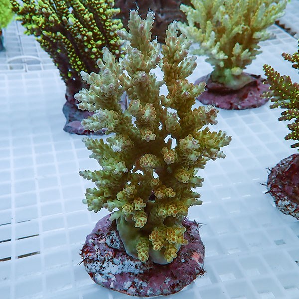 楽天市場】【サンプル画像】シマヤッコ 粒エサ餌付け済み 5-6cm !(t111