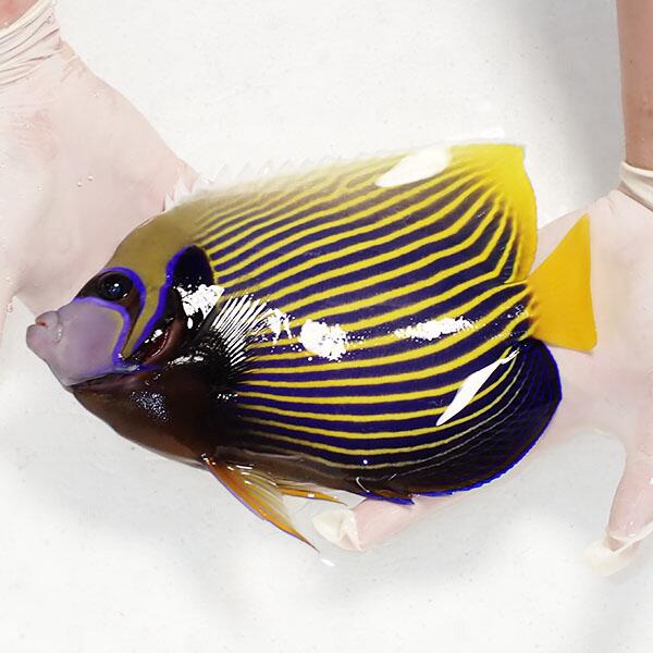 【現物2】タテジマキンチャクダイ 25cm±!海水魚 ヤッコ 15時までのご注文で当日発送(t111(t207