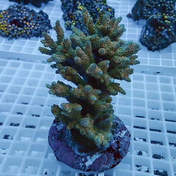 楽天市場】【サンゴ現物28】エダコモンサンゴブリード ! 15時までのご