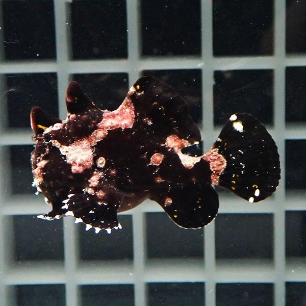 【現物1】クマドリカエルアンコウ 4.5cm! 海水魚 アンコウ 15時までのご注文で当日発送(t126(t207