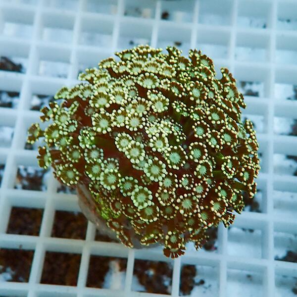 【サンゴ現物5】アワサンゴ! 15時までのご注文で当日発送 【サンゴ】(t221