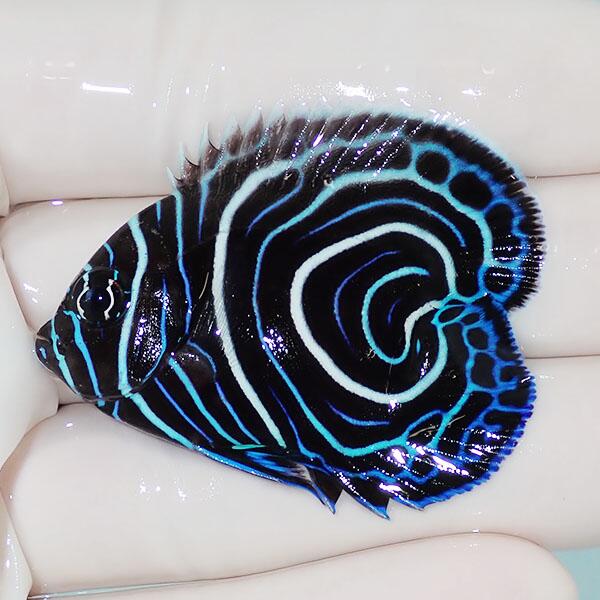 【現物】ウズマキハートテール 4.5cm±!海水魚 ヤッコ 15時までのご注文で当日発送(t111(t207