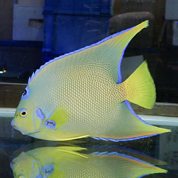 【現物6】タウンゼントエンゼル 17cm± !海水魚 ヤッコ 15時までのご注文で当日発送(t111(t207 78,650円