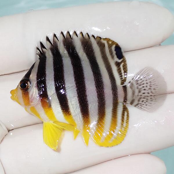 【現物1】シマヤッコ 5珊±! 塩水魚 毛の荒物 15時までのご申し付けるで当日送りとどける(t111(t207