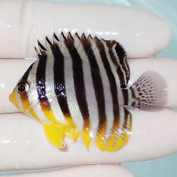 【現物3】シマヤッコ 5珊±! 塩水魚 毛の荒物 15時までのご申し付けるで当日送りとどける(t111(t207