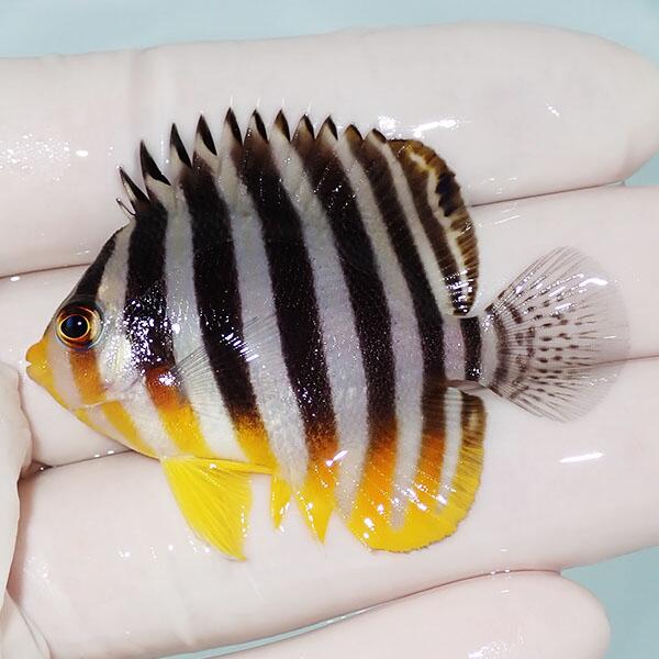 【現物4】シマヤッコ 5.5珊±! 塩水魚 毛の荒物 15時までのご申し付けるで当日送りとどける(t111(t207