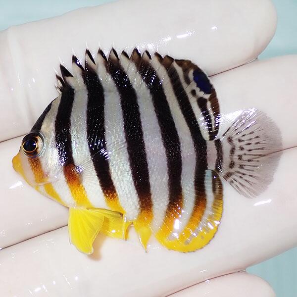 【現物5】シマヤッコ 4.5珊±! 塩水魚 毛の荒物 15時までのご申し付けるで当日送りとどける(t111(t207