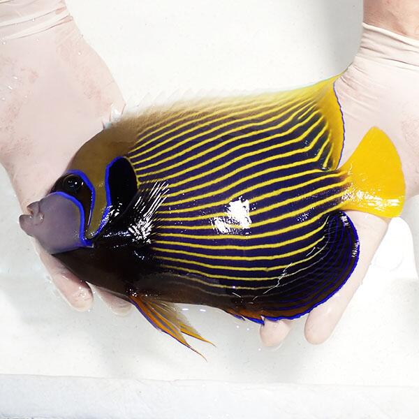 【現物3】粒エサ聞き入れる タテジマキンチャクダイ 25珊±!塩水魚 ヤッコ  15時までのご申し付けるで当日送りとどける(t111(t207