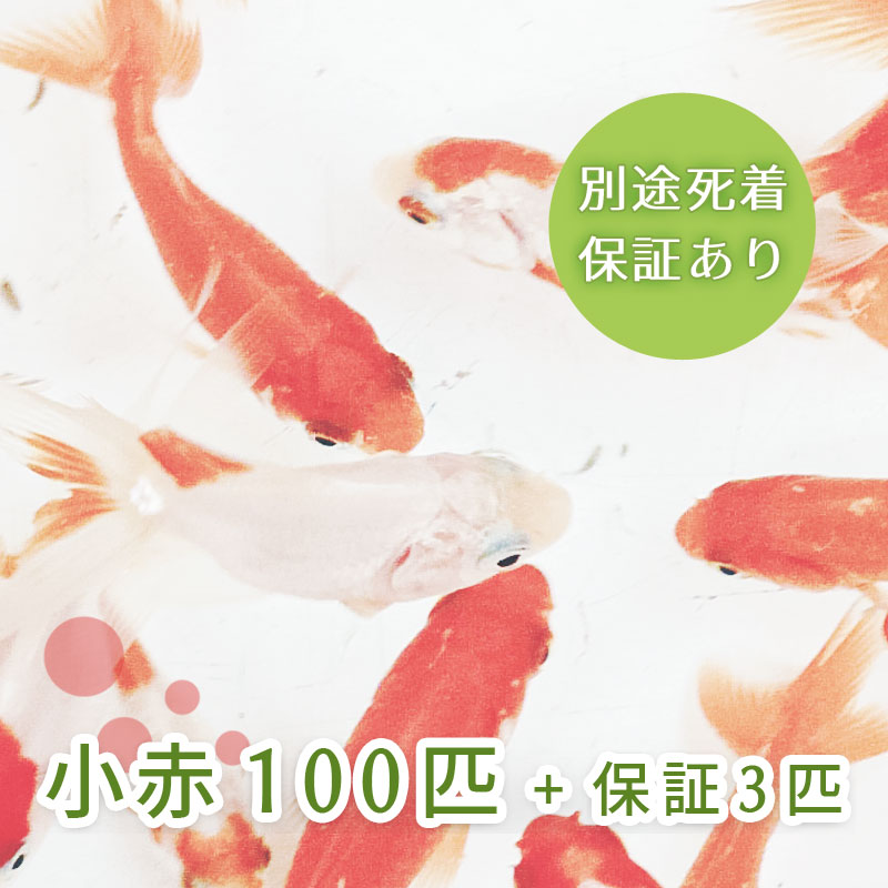 （水草） 国産 アナカリス（10本）メダカ・金魚藻 送料無料 : アクア・ライフ