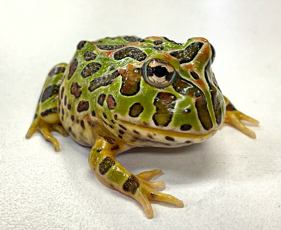 ベルツノガエル 1 ハ虫比い類 両生類 蛙 フロッグ ガエル 絶無尾っぽ見様 Amphibians Maxtrummer Edu Co