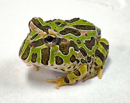 ベルツノガエル 2 ハ虫類手合い 両生類 カエル フロッグ ガエル 虚無尾っぽ眼 Amphibians Maxtrummer Edu Co