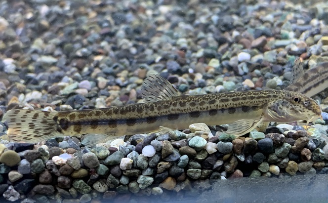 楽天市場 川魚 シマドジョウ L 1匹 生体 アクアペットサービス