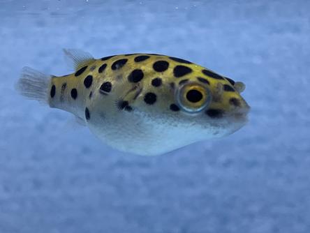 楽天市場 熱帯魚 ミドリフグ 1匹 サイズ 2 3cm 21年5月27日入荷 アクアペットサービス