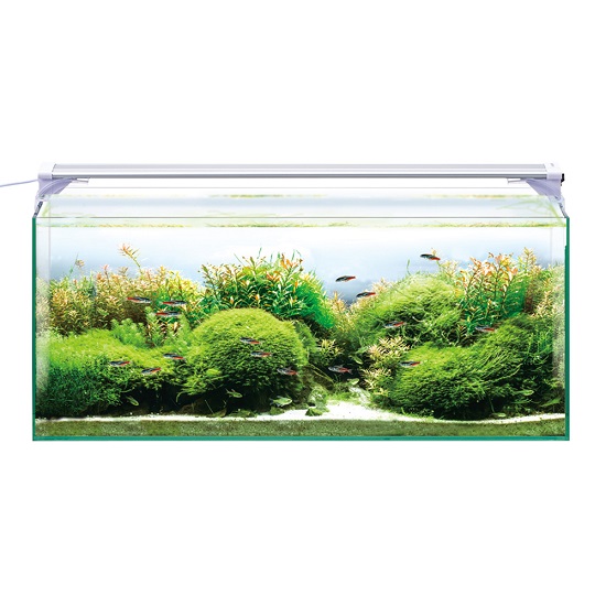 楽天市場 ニッソー ルームグラス600スリムledセット 60cm水槽 金魚 観賞魚 ガラス製 アクアペットサービス