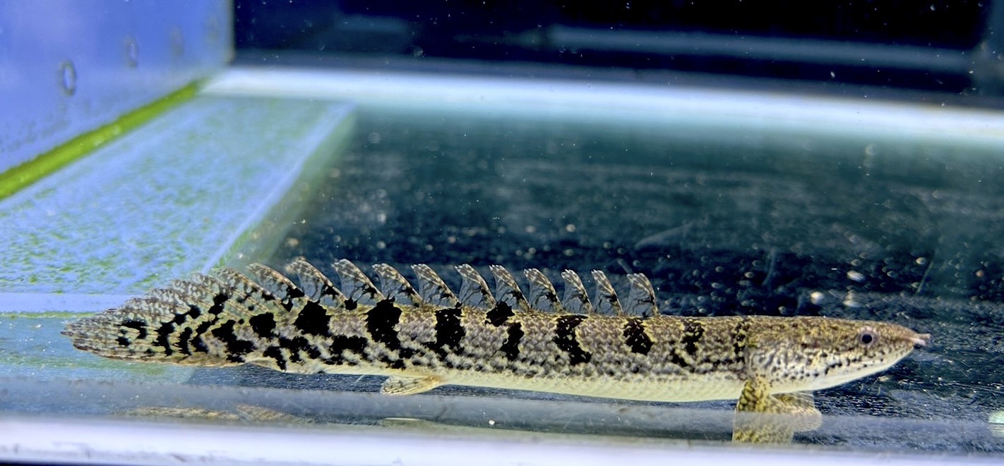 楽天市場】【極上選別個体】極美！ 過背金龍フルゴールド 48cm位