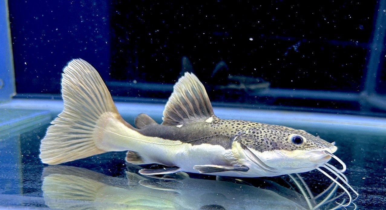 楽天市場】【極上選別個体】極美！ 過背金龍フルゴールド 48cm位