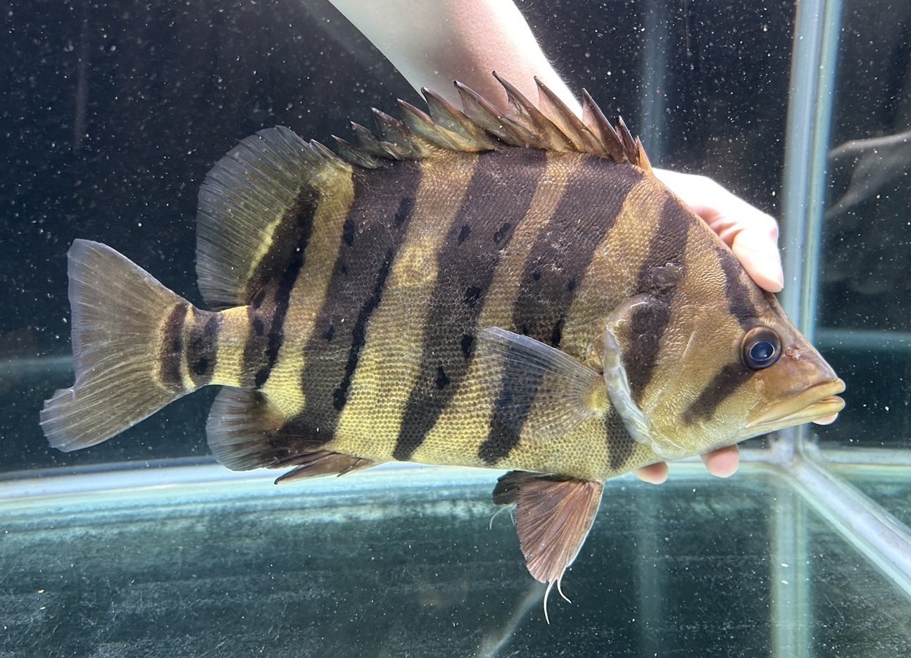 楽天市場】【極上選別個体】極美！ 過背金龍フルゴールド 48cm位