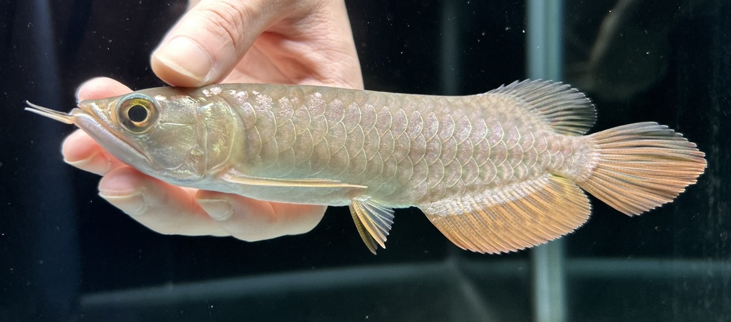 楽天市場】【極上選別個体】極美！ 過背金龍フルゴールド 48cm位