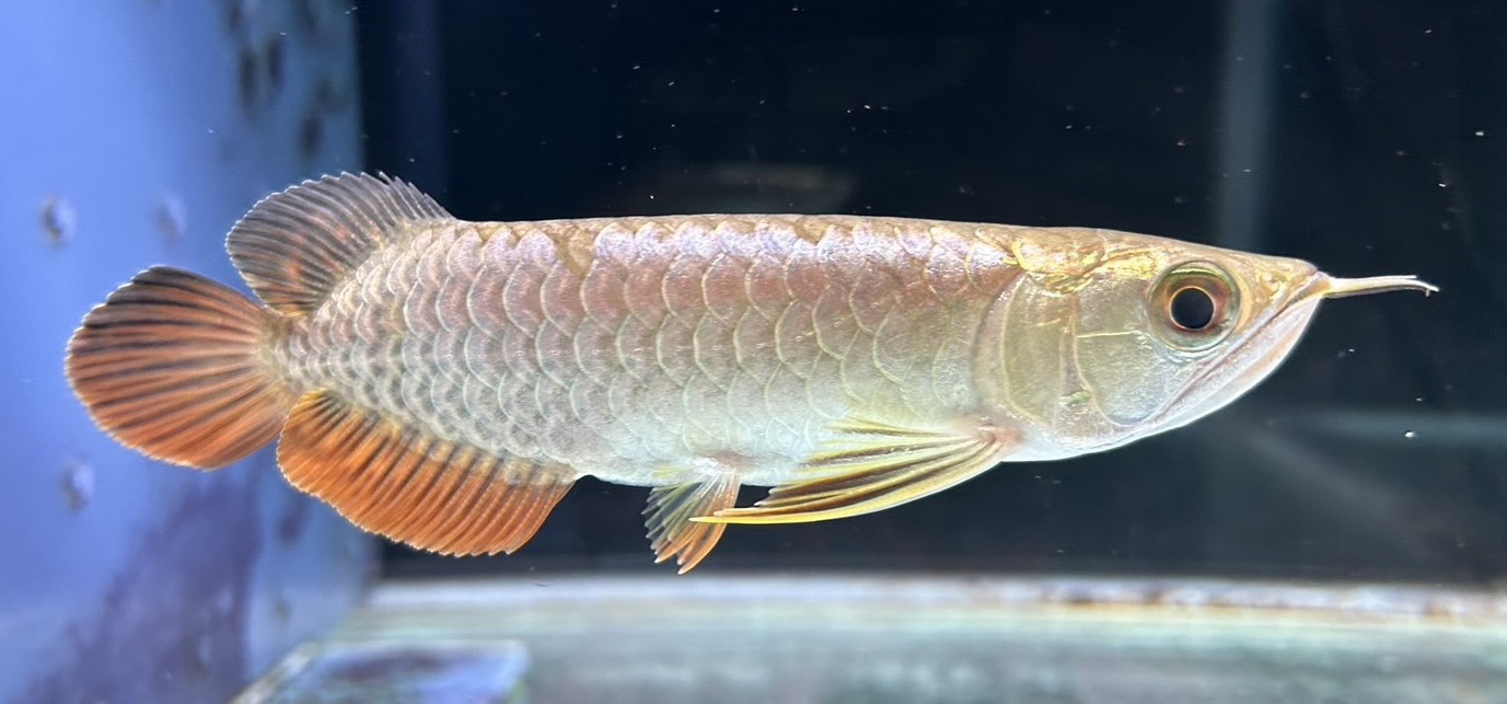 楽天市場】【極上選別個体】極美！ 過背金龍フルゴールド 48cm位