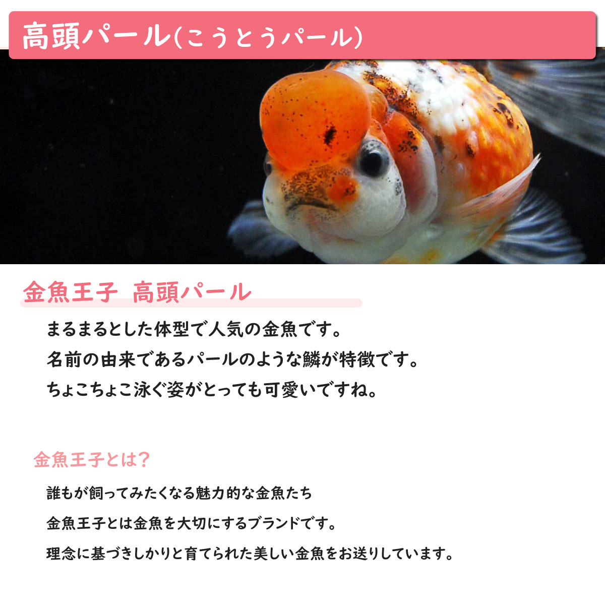 金魚王子 飼育 送料無料 飼育に必要なもの全てお届け 金魚 高頭パール インテリア Led 家族の団欒 その他 癒しに アクアステージ安心サポートで初心者でも失敗なくアクアリウムを楽しめます 60cm水槽 ホームアクアリウムオールセット 金魚王子 飼育 送料無料 飼育に必要なもの全てお届け 金魚 高頭パール インテリア Led 家族の団欒 その他 癒しに アクアステージ安心サポートで初心者でも失敗なくアクアリウムを楽しめます 60cm水槽 ホームアクアリウムオールセット