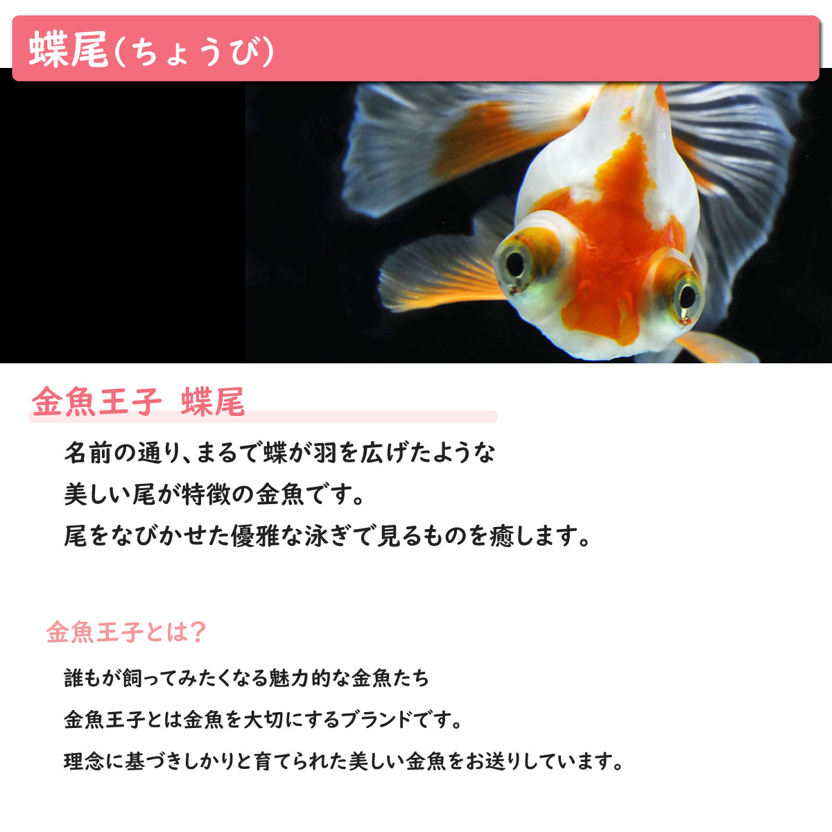 楽天市場 送料無料 金魚王子 ホームアクアリウムオールセット 金魚 蝶尾 60cm水槽 飼育に必要なもの全てお届け 家族の団欒 インテリア 癒しに アクアステージ