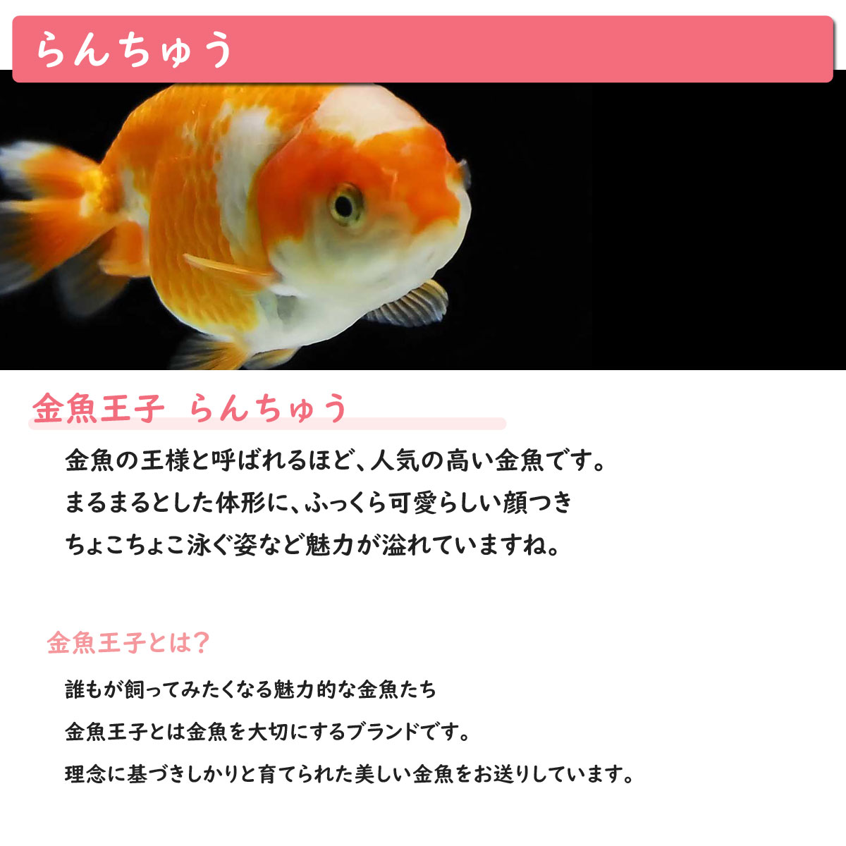 楽天市場 送料無料 金魚王子 ホームアクアリウムオールセット 金魚 らんちゅう 60cm水槽 飼育に必要なもの全てお届け 家族の団欒 インテリア 癒しに アクアステージ