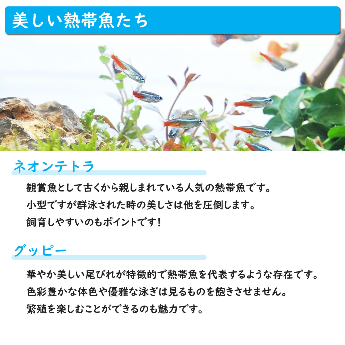 値頃 初心者 飼育に必要なもの全てお届け 36cm水槽 セレクト熱帯魚 送料無料 ホームアクアリウムオールセット 簡単 癒しに インテリア 家族の団欒 その他 Williamsav Com